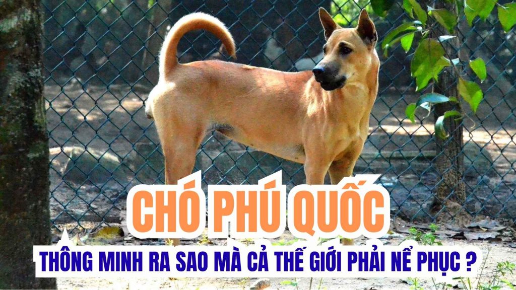 Cho PHU QUOC thong minh ra sao ma ca the gioi phai ne phuc