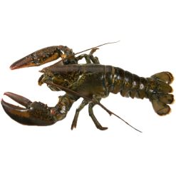 icon-tom-alaska copy