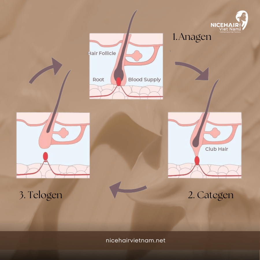 The hair growth cycle consists of three main phases