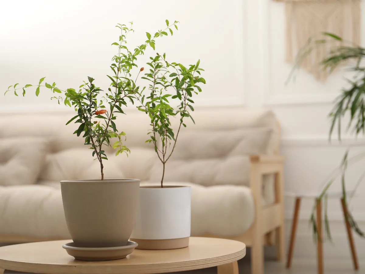 7 món đồ nội thất trang trí phòng khách - Cây xanh trang trí