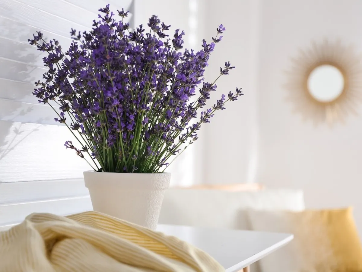 Hoa oải hương: Cây cảnh đem đến giấc ngủ sâu