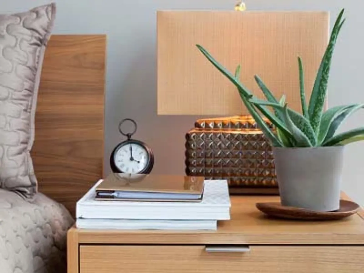 Nha đam: Cây cảnh cải thiện chất lượng không khí