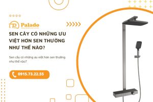 Sen cây có những ưu việt hơn sen thường như thế nào