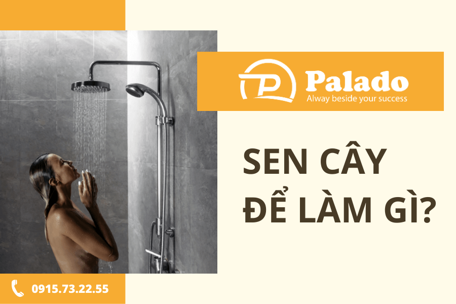Sen cây để làm gì Sen cây để làm gì