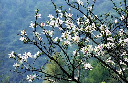 Kiêng kỵ tết Thanh Minh cần hết sức lưu ý