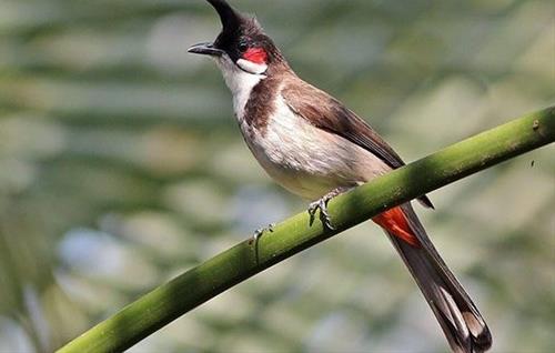 chao mao bay vao nha la diem gi chao mao bay vao nha la diem gi