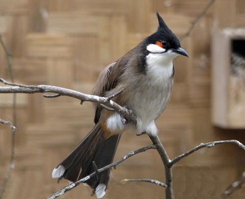 chao mao van co the là diem tot hoac xau chao mao van co the la diem tot hoac xau