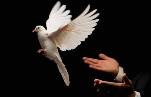 Chim bồ câu bay vào nhà là điềm gì Chim bo cau bay vao nha la diem gi