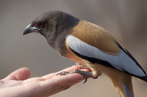 Chim khach toi nha, don khach tu xa hinh anh