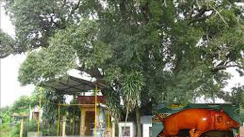 chuyen ly ky ve cay tram ma chuyen ly ky ve cay tram ma