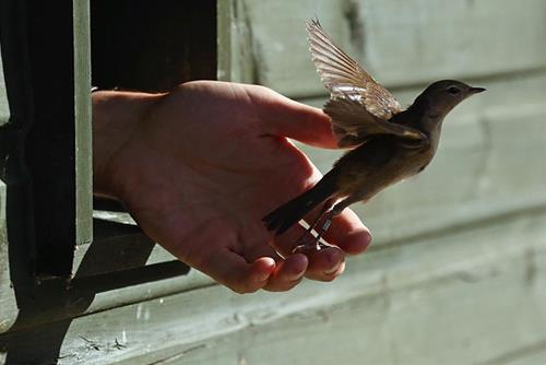 cong duc cua viec phong sinh