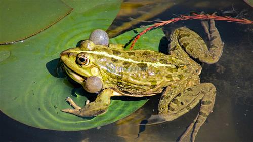 Con ễnh ương Con enh uong