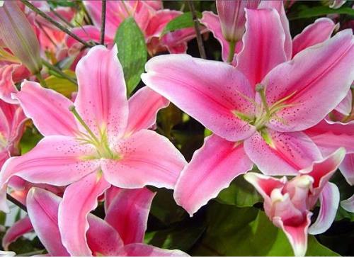 hoa ly khong duoc dat len ban tho phat