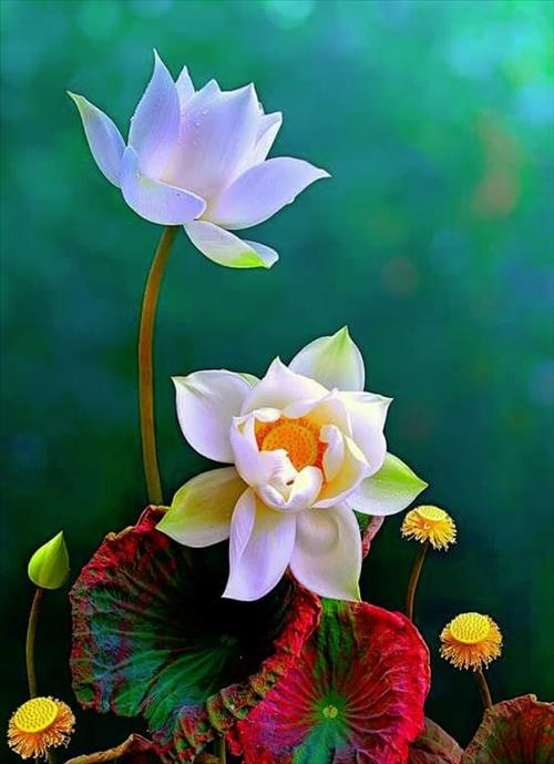 Khó khăn là tạm thời - theo lời Đạt Lai Lạt Ma Kho khan la tam thoi - theo loi Dat Lai Lat Ma