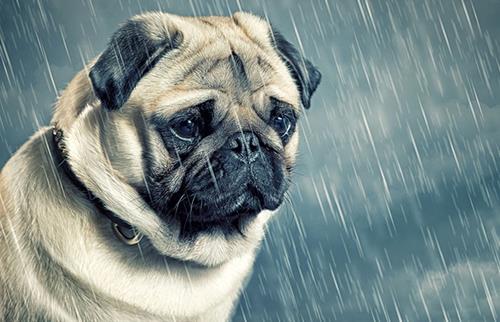 Loai vat co tu tap hay khong