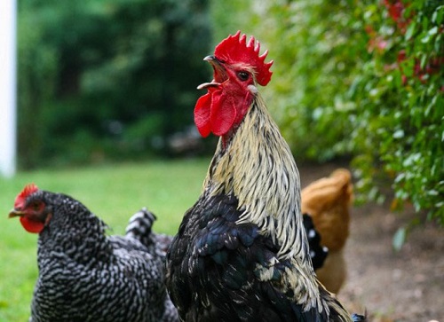 Ma quỷ sợ gì - Những thứ dùng để đối phó với ma quỷ hình ảnh Ma quy so gi - Nhung thu dung de doi pho voi ma quy hinh anh