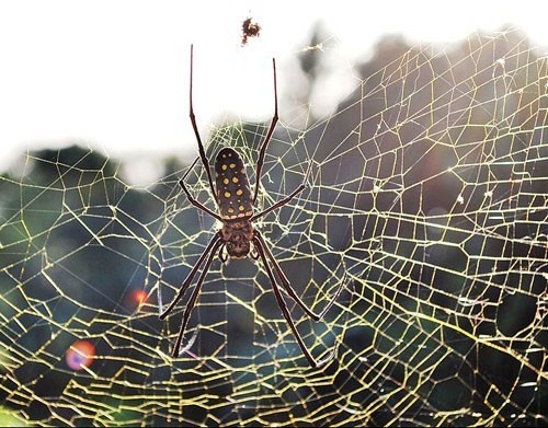 mang nhen day nha mang nhen day nha