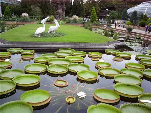 nhung chuyen ly ky ve chua Phuoc Kien Dong Thap. la sen to nhung chuyen ly ky ve chua Phuoc Kien Dong Thap. la sen to