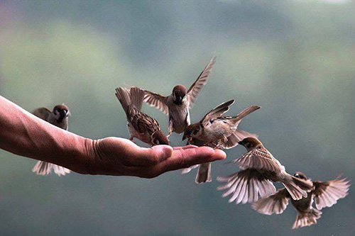 Phong sinh mot lan, phuc bao doi doi, nghiep lanh khai no hinh anh 2