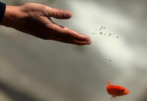 Phong sinh theo quan niem Phat giao