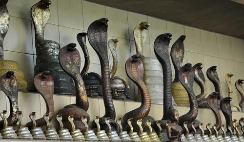 ran tra thu nguoi san ran