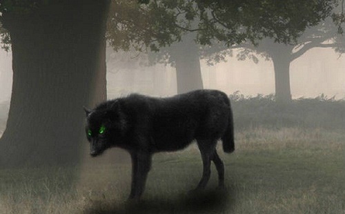 Truy tim nguon goc loai cho co anh mat giet nguoi hinh anh