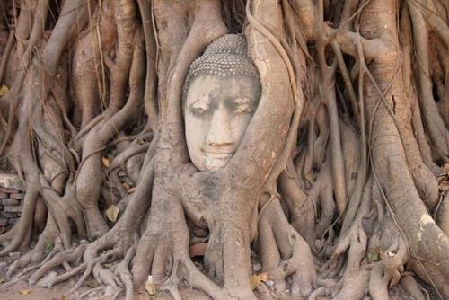 Tượng đầu Phật Ayutthaya ở Thái Lan