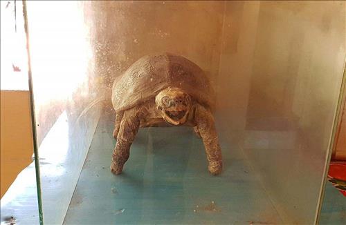 xac-uop-cu-rua-tai-chua-phuc-kien xac-uop-cu-rua-tai-chua-phuc-kien