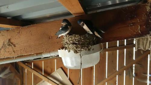 Chim en toi xay to trong nha