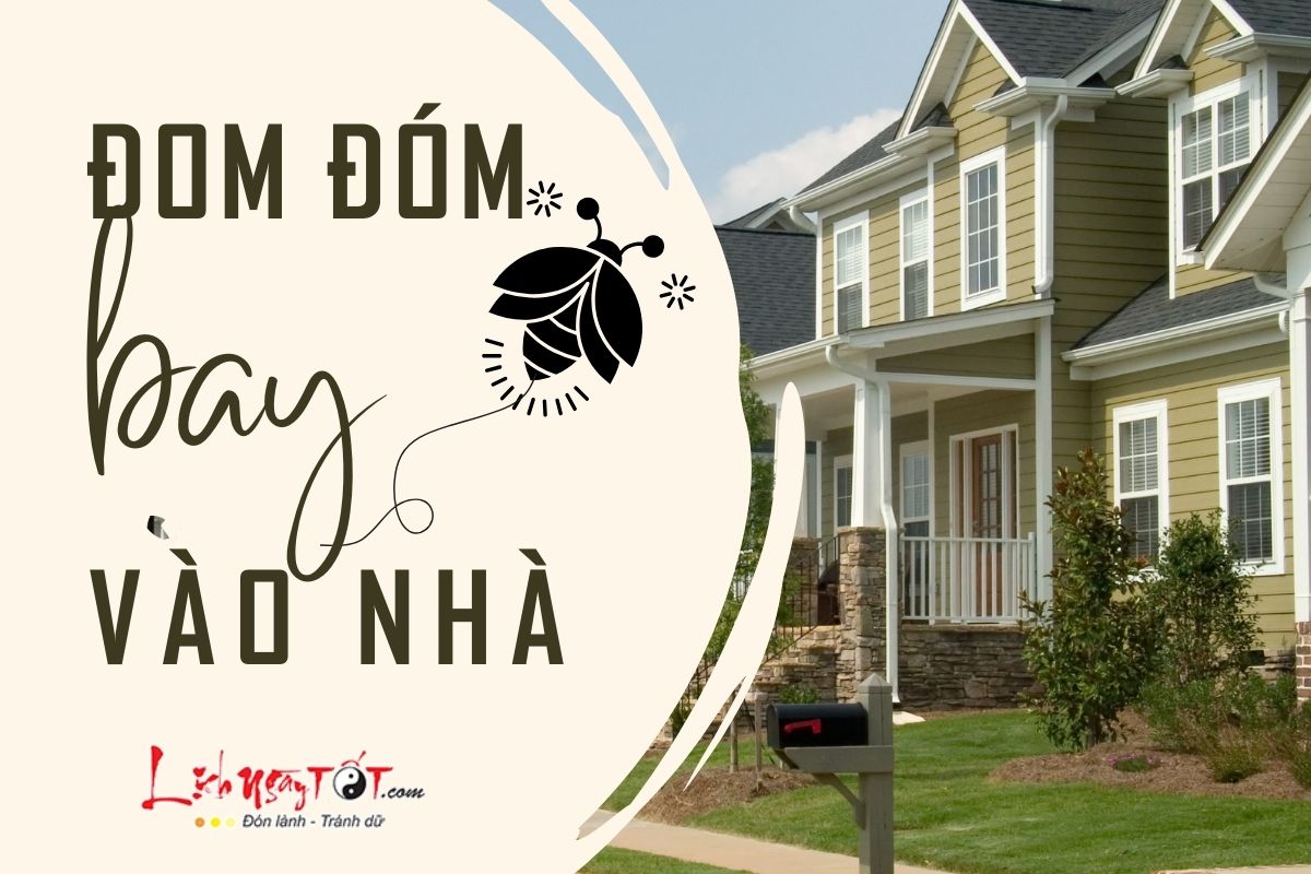 Đom đóm bay vào nhà Dom dom bay vao nha