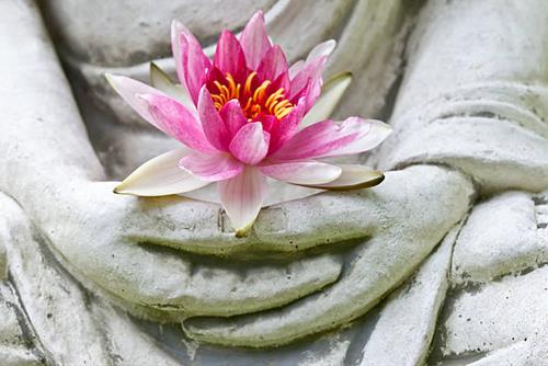 ý nghĩa của việc dâng hoa cúng Phật y nghia cua viec dang hoa cung Phat