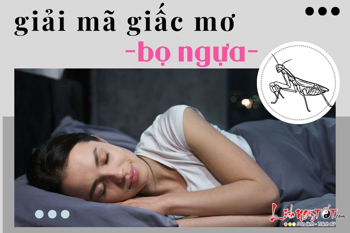 Giấc mơ bọ ngựa Giac mo bo ngua