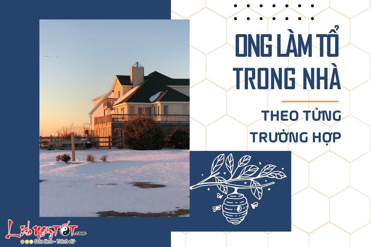 Giai thich hien tuong ong lam to trong nha