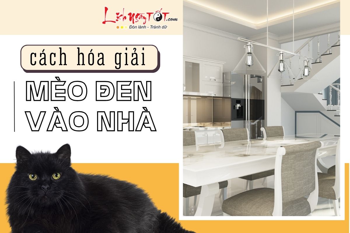Hóa giải mèo đen vào nhà Hoa giai meo den vao nha