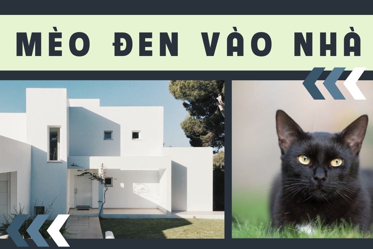 Mèo đen vào nhà Meo den vao nha