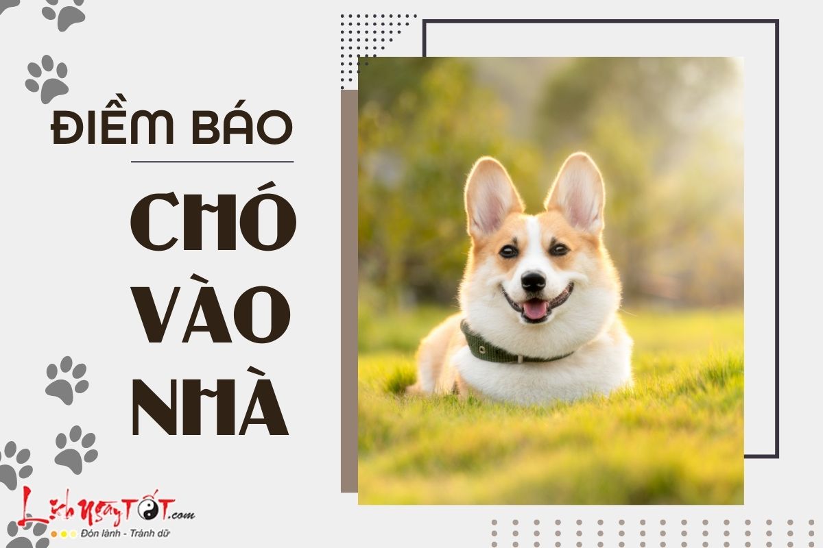 Chó vào nhà Cho vao nha