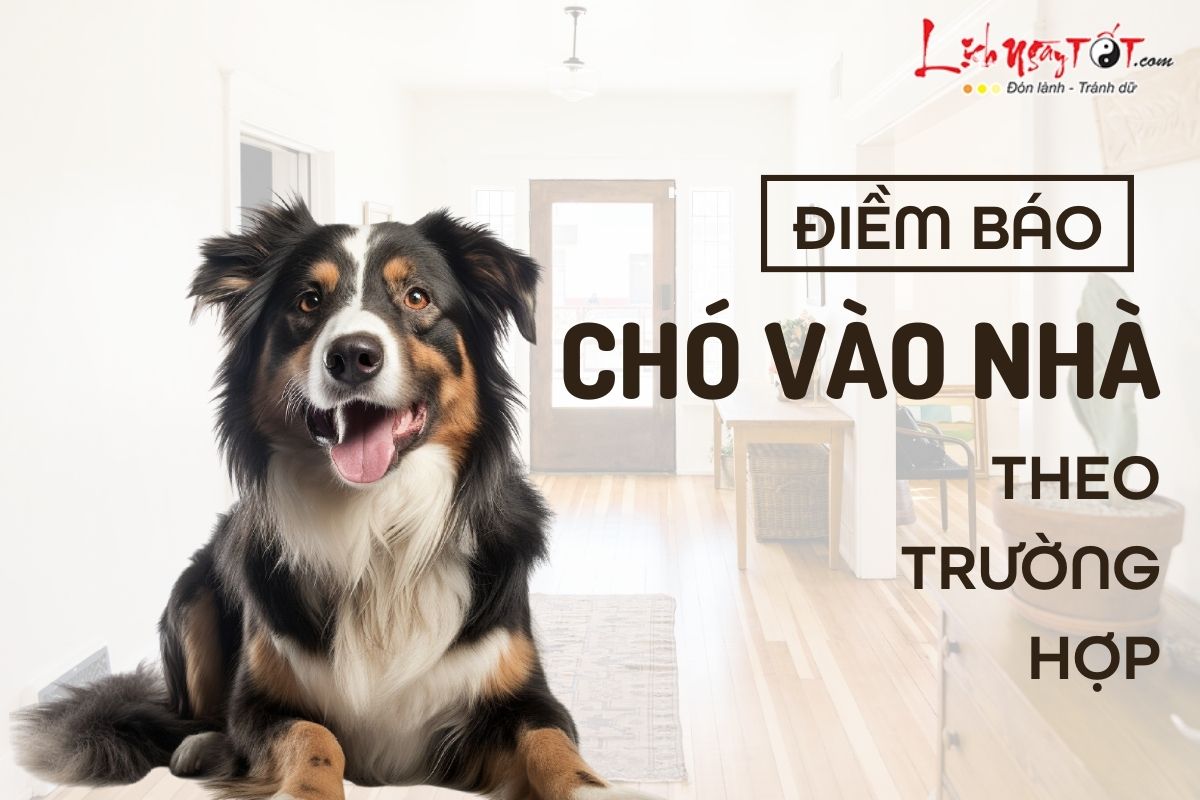 Điềm báo chó vào nhà Diem bao cho vao nha