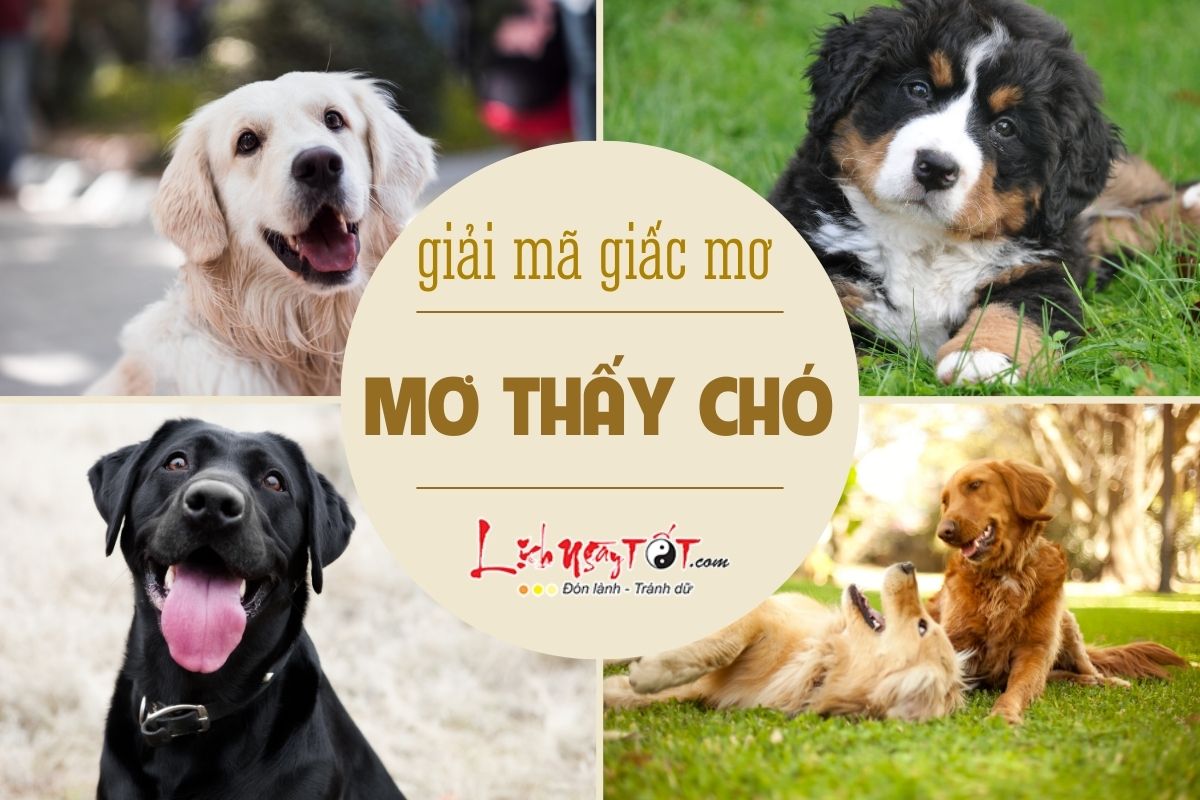 Mơ thấy chó Mo thay cho