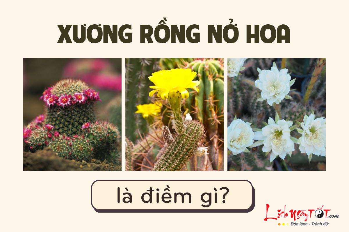 Xương rồng nở hoa là điềm gì Xuong rong no hoa la diem gi