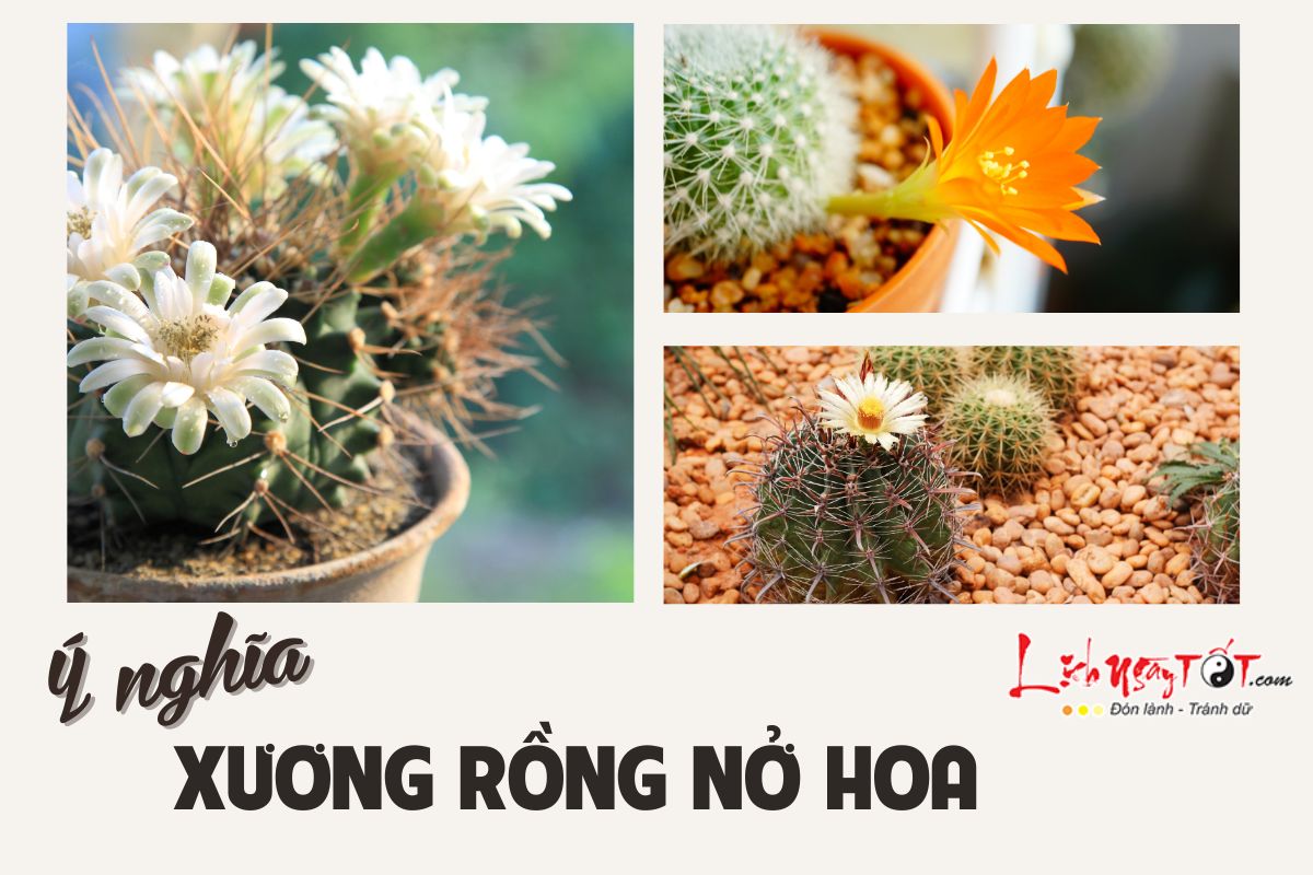 Xương rồng nở hoa Xuong rong no hoa