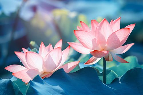 Chep kinh sam hoi co tac dung gi?