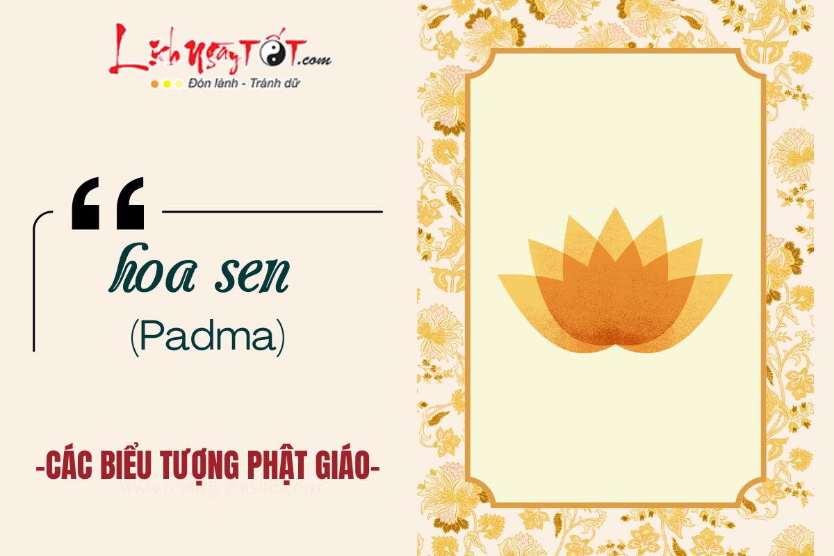 Hoa Sen (Padma)