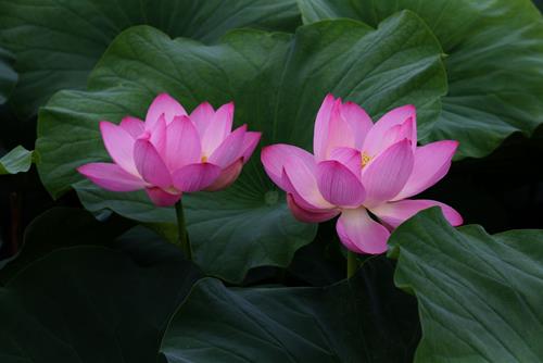 Biết đủ là vui, tâm hồn thanh thản Biet du la vui, tam hon thanh than