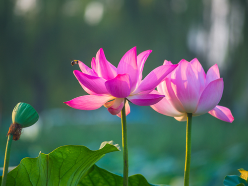 Ganh chiu va bao ung