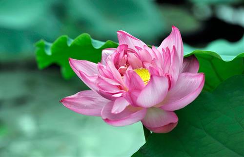 Vẻ đẹp chân thật đến từ sự tu tập Ve dep chan that den tu su tu tap