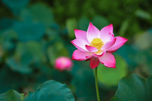 Cầm lên được thì bỏ xuống được Cam len duoc thi bo xuong duoc