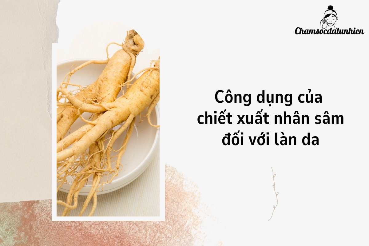 Công dụng của chiết xuất nhân sâm đối với làn da (2)