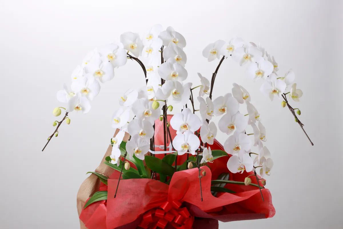 Cây Cảnh Tết ý nghĩa và lựa chọn hoàn hảo cho mùa xuânCây Cảnh Tết ý nghĩa và lựa chọn hoàn hảo cho mùa xuân