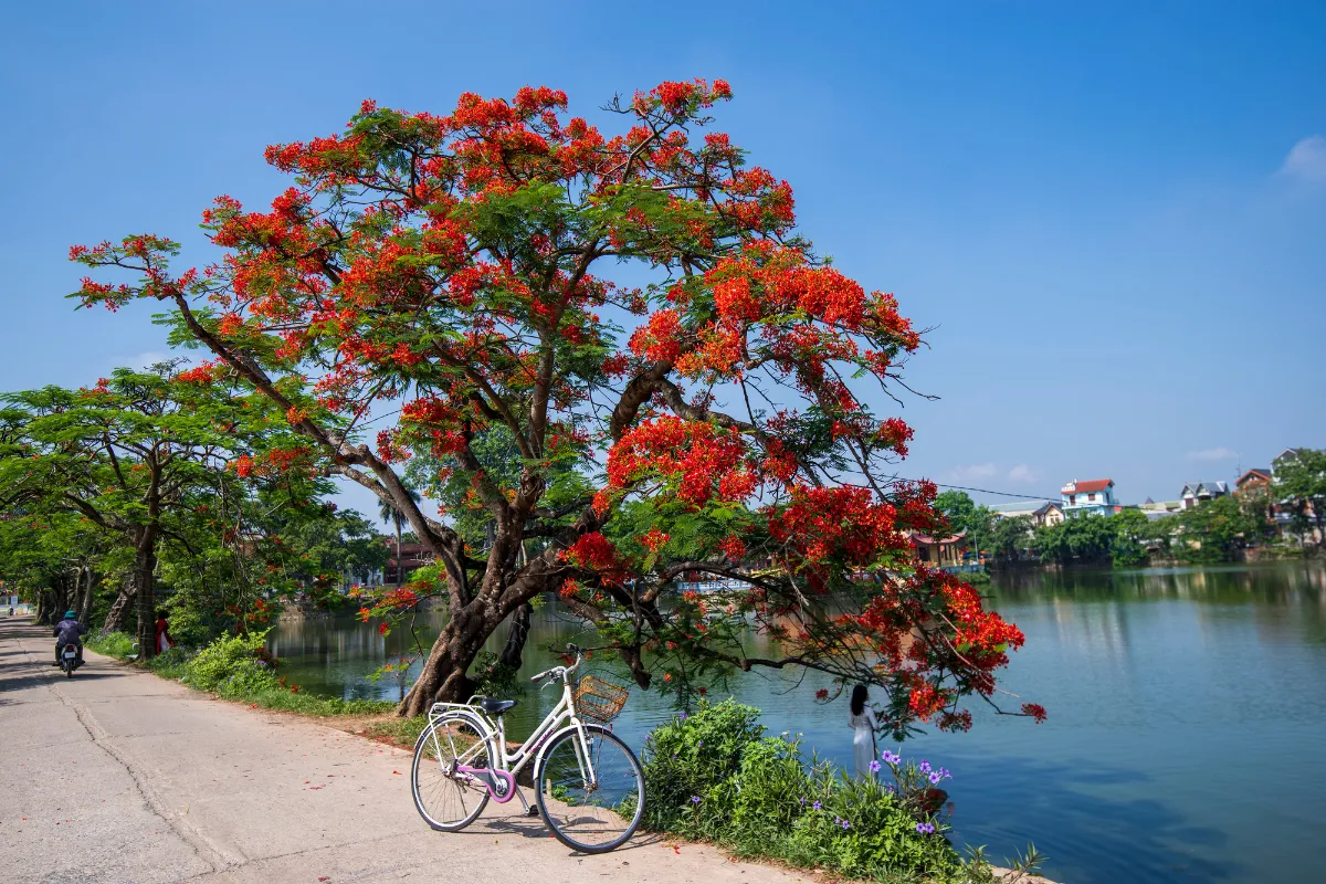 Cây Công Trình Giải pháp xanh cho cuộc sống hiện đại