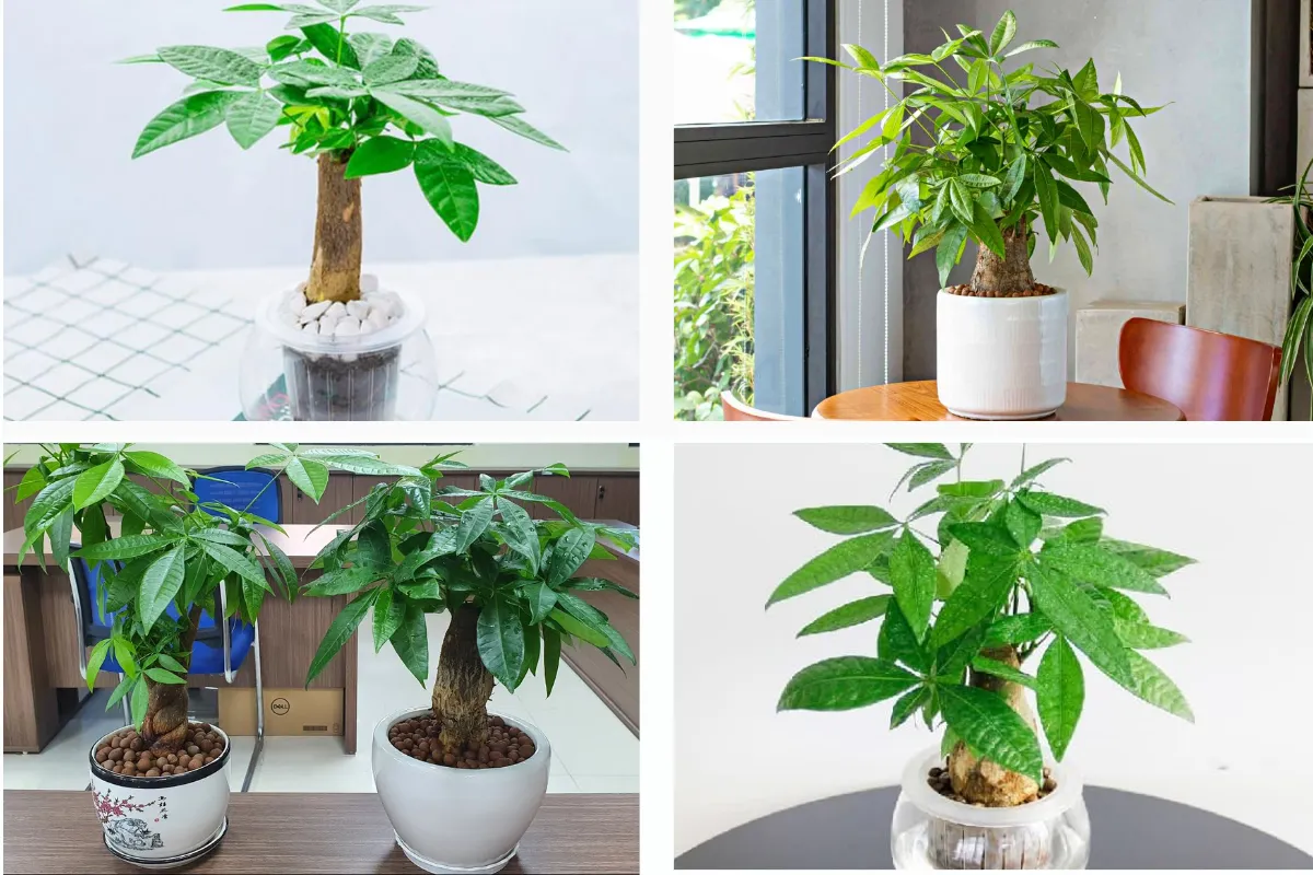 Cây Kim Ngân: Biểu tượng của sự đoàn kết